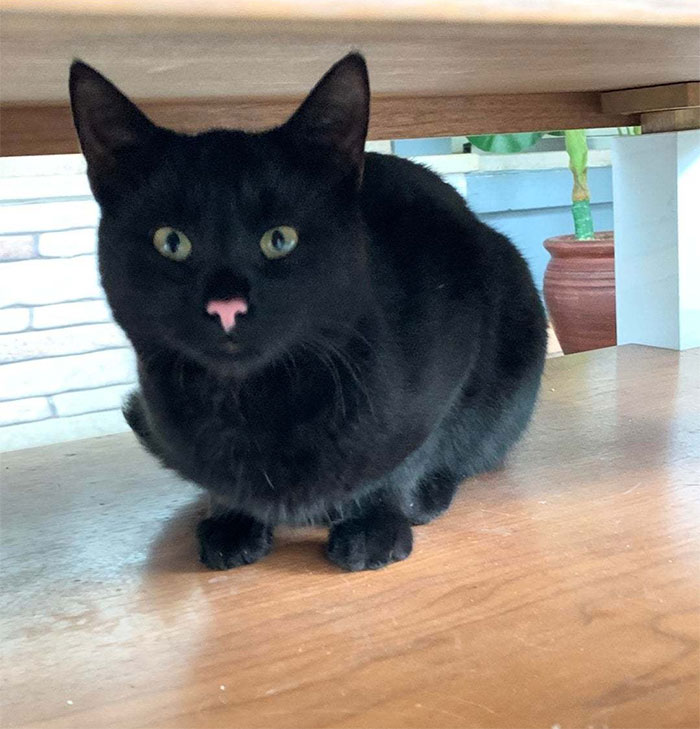 A Black Cat With A Pink Nose!
