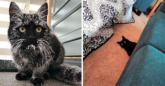 40 Wholesome Pics Of Black Cats To Show They Have Nothing To Do With Bad Luck