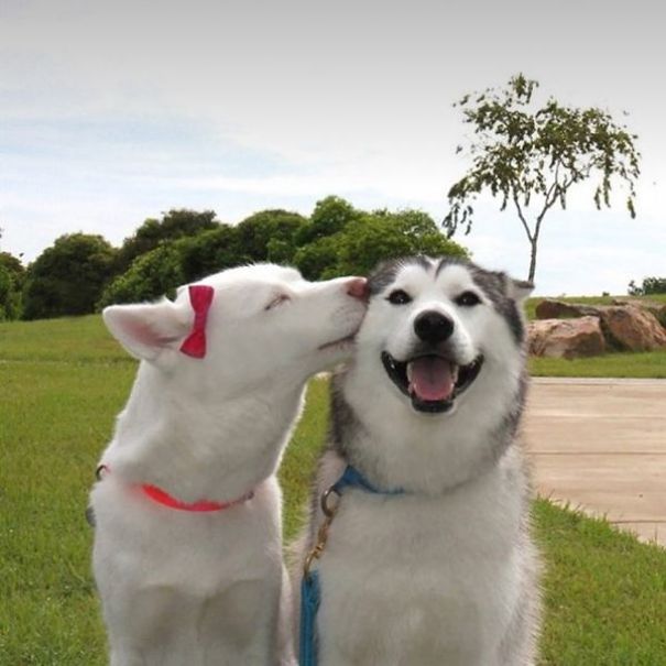 Funny Smiling Dogs
