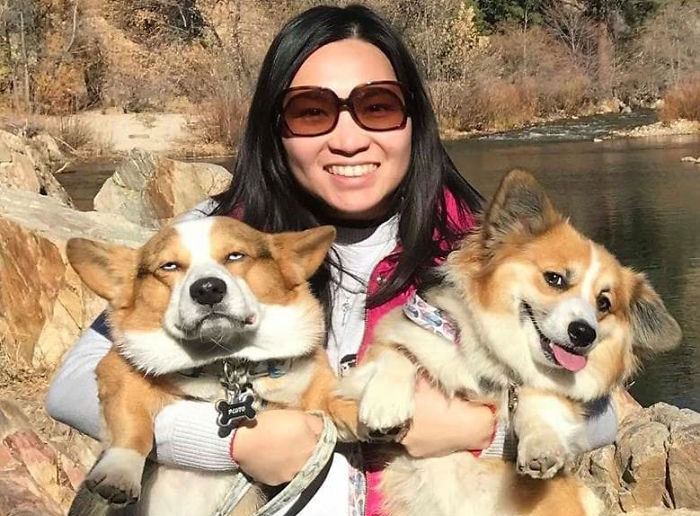 There’s A Facebook Group Dedicated To Pics Of Disapproving Corgis And Here Are 30 Of The Best Ones