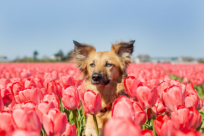 We Found Out My Traumatized Rescue Dog Feels Happy Among Flowers, So We Bring Her To All The Fields We Can Find (22 Pics)