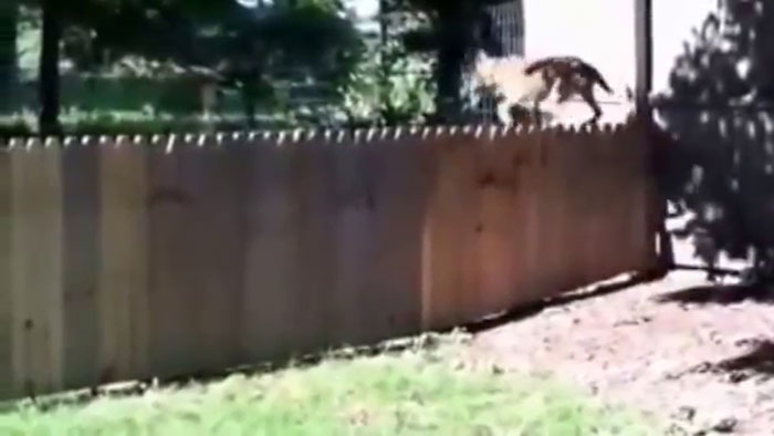 Hilarious Video Of A Man Showing Off His New Fence To Keep His Dog From Running Away Is Going Viral Again