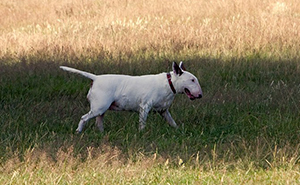 Someone Asks Whether Dog Owners Would Give 5 Years Of Their Life To Their Dog, And This Reply Goes Viral