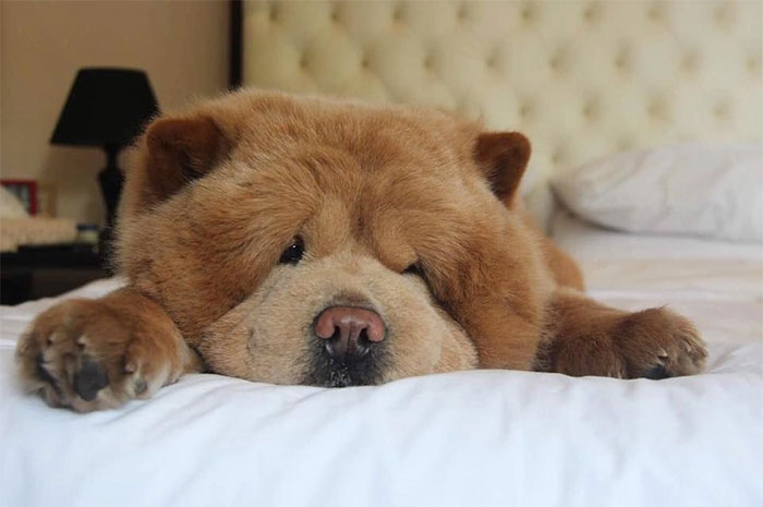 Meet Chowder, The Chow Chow That Looks Like A Giant Teddy Bear (30 Pics)
