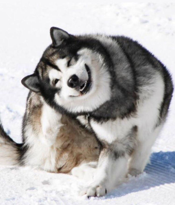 An Alaskan Malamute Having The Time Of His Life At Mt. Hermon, Israel