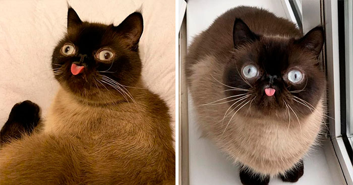 Meet Ikiru, The King Of Bleps Who Is Taking The Internet By Storm (30 Pics)