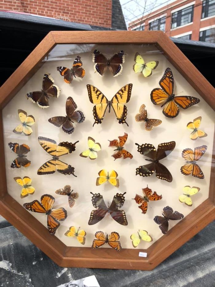 I Got These Taxidermy Butterflies For The Amazing Price Of $250 (If You Don’t Know Taxidermy, A Single Butterfly Can Start At About $65)