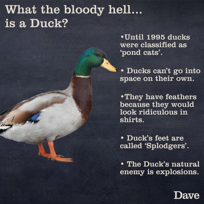 Guide-To-Animals-Daves