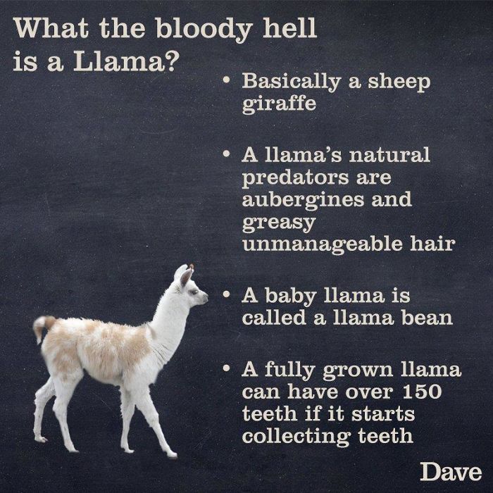 Guide-To-Animals-Daves