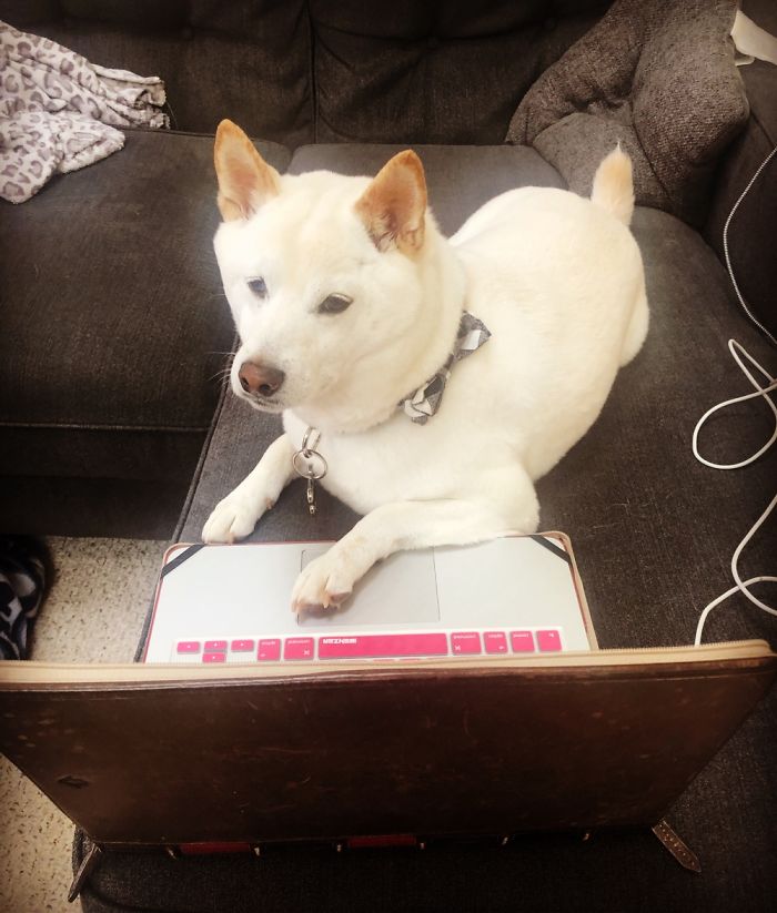 Tsuki Is Thrilled To Be On A Webinar