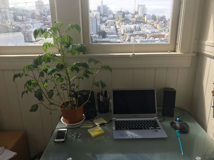 Do Plants Count As “Coworkers”? This Is My Potato Plant, Grown From A Potato That Sprouted.