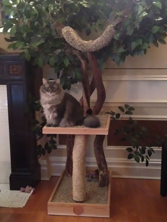 Indoor Cat Towers That Look Like Real Trees Are A Thing And They're Absolutely Beautiful