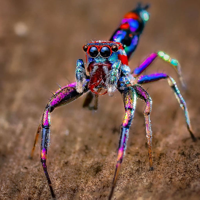 Indian Photographer Captures Colorful Spiders And Other Cute Critters In His Stunning Photographs (71 Pics)