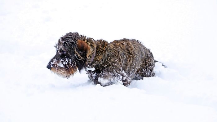 Cruel Owners That Leave Their Dogs In The Snow Can Now Get Jailed Over It