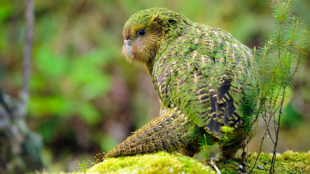 kakapo-5e7bb1de65c40.jpg