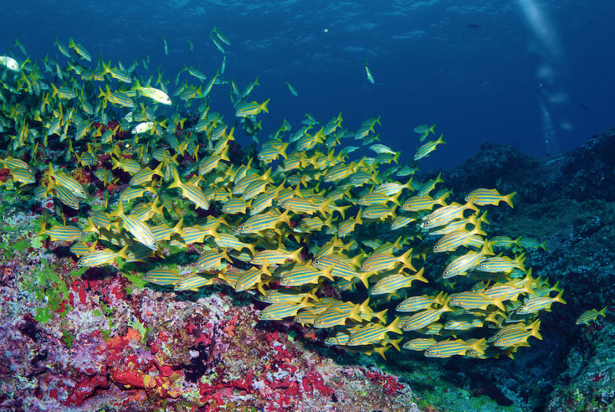 Amazing Underwater Pictures Of One Of Brazil's Best Places: Fernando De Noronha Island