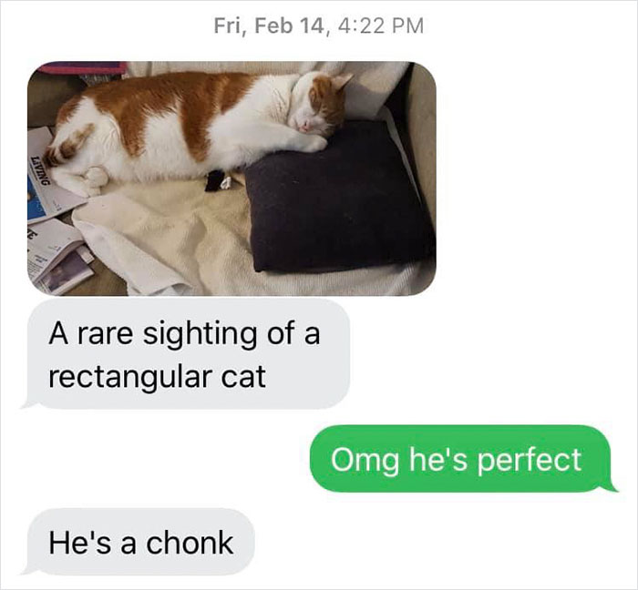 Daughter Shares Hilarious Cat Updates She Receives From Her Mom While She Stays Over At Her BF's House