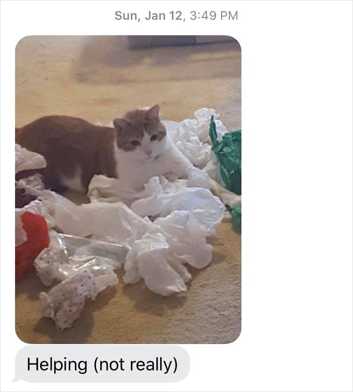 Daughter Shares Hilarious Cat Updates She Receives From Her Mom While She Stays Over At Her BF's House