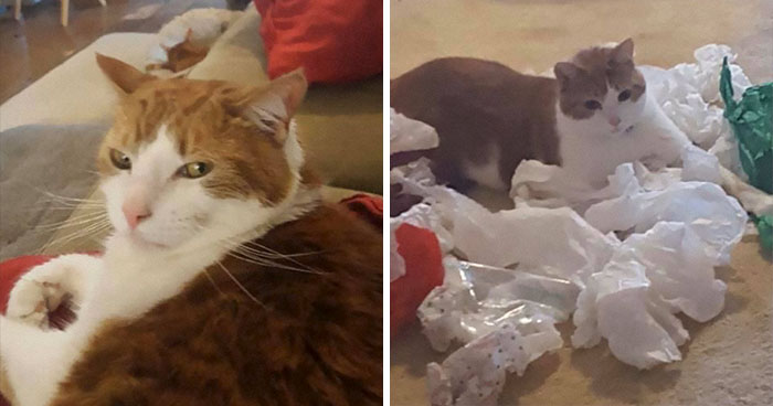 Daughter Shares Hilarious Cat Updates She Receives From Her Mom While She Stays Over At Her BF’s House