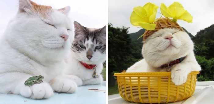 Shiro, The Most Relaxed Cat On Earth, Has Passed Away At Age 18 (35 Photos)