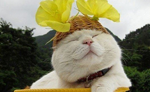 Shiro, The Most Relaxed Cat On Earth, Has Passed Away At Age 18 (35 Photos)