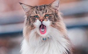 Owners Let Their Norwegian Forest Cat Roam Freely Outside, And He Looks Majestic (32 Pics)