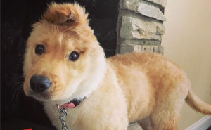 An Accidental Injury At Birth Left This Puppy With One Ear And She Rocks Her Unicorn Look