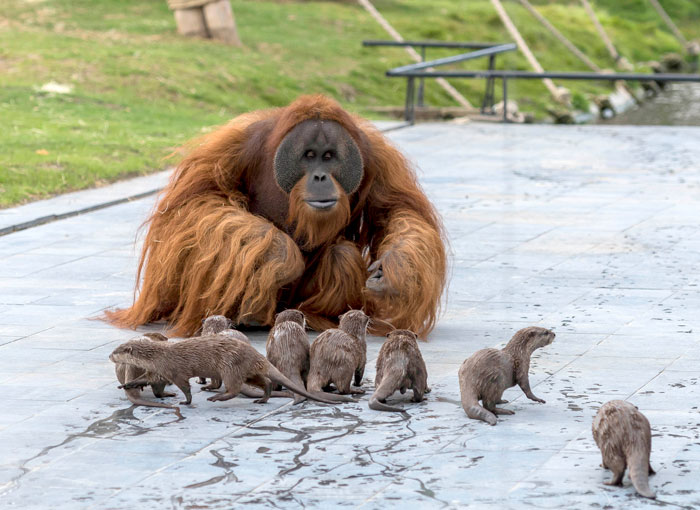 Orangutans Befriend Otters That Often Swim Through Their Enclosure At The Zoo Forming 'A Very Special Bond'