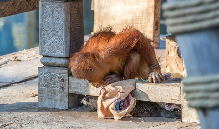 Orangutans Befriend Otters That Often Swim Through Their Enclosure At The Zoo Forming 'A Very Special Bond'