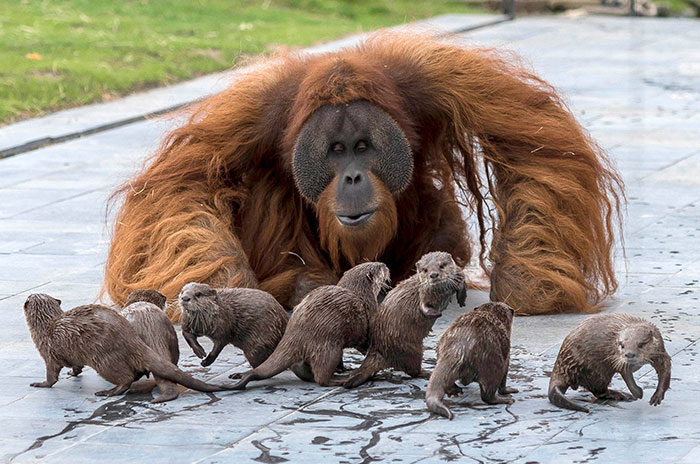 Orangutans Befriend Otters That Often Swim Through Their Enclosure At The Zoo Forming ‘A Very Special Bond’