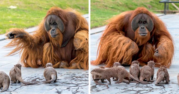 Orangutans Befriend Otters That Often Swim Through Their Enclosure At The Zoo  Forming 'A Very Special Bond' | Bored Panda
