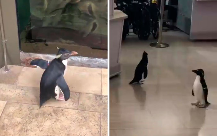Image result for oh my god, the chicago aquarium closed due to coronavirus, so they let the penguins run around and check out the other exhibit.