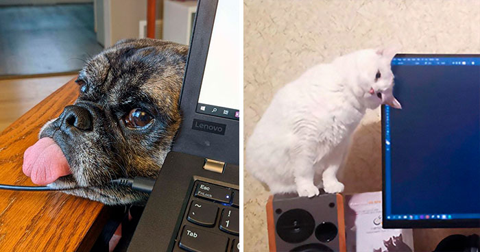 People Are Sharing How Their Pets Deal With Them Working From Home (40 Tweets)