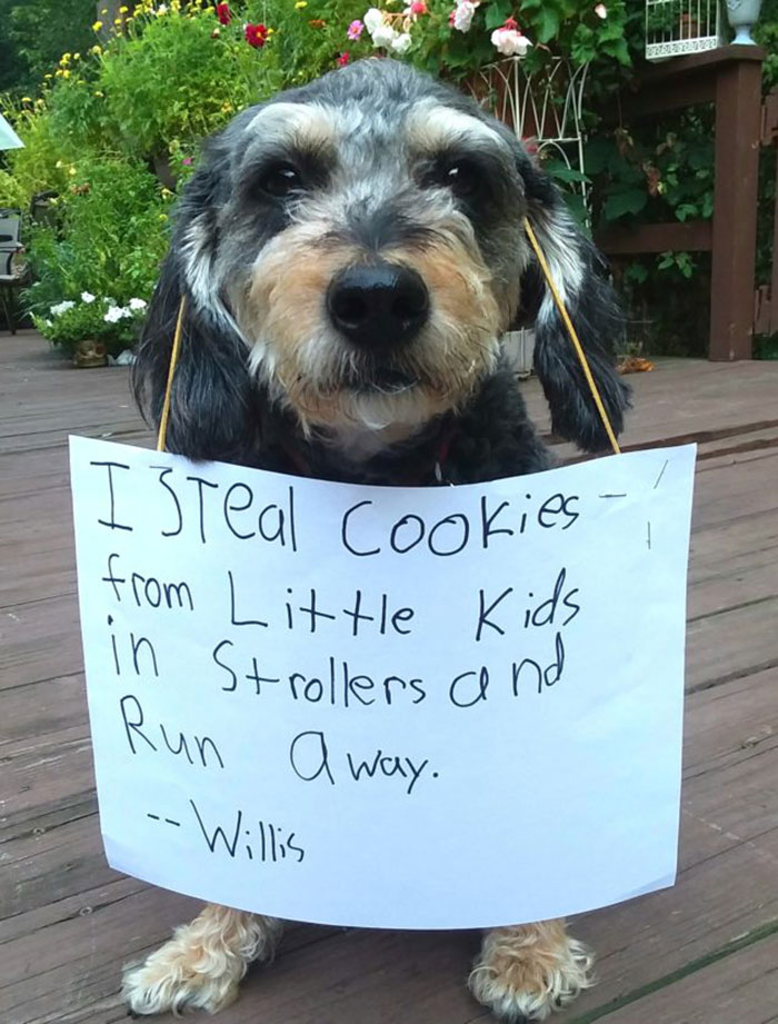 Les robo galletas a los niños pequeños que van en carrito y huyo