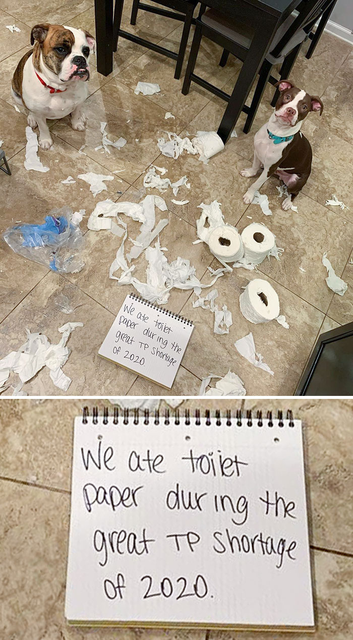 These Bad Dogs Deserved To Have Some Dog-Shaming For This One