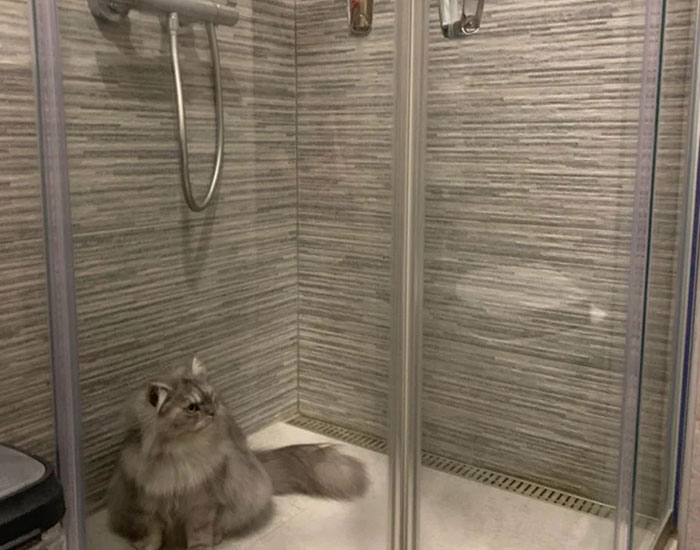 People Are Sharing Photos Of Their Cats In Quarantine And Here Are 32 Of The Best Ones