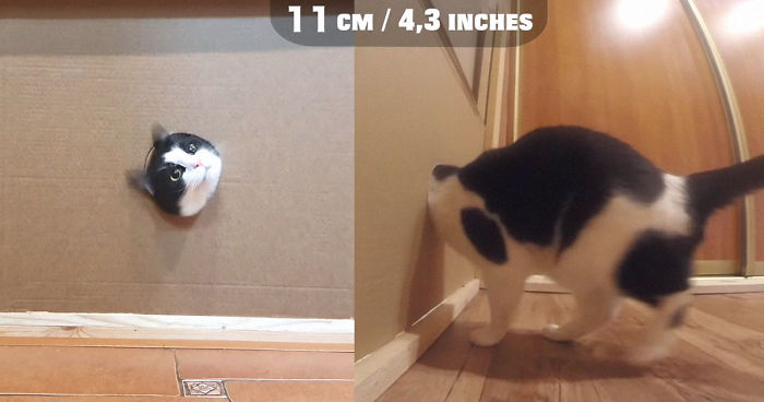 Owners Keep Reducing The Size Of A Hole For Their Cat To See When It Will Finally Stop Him