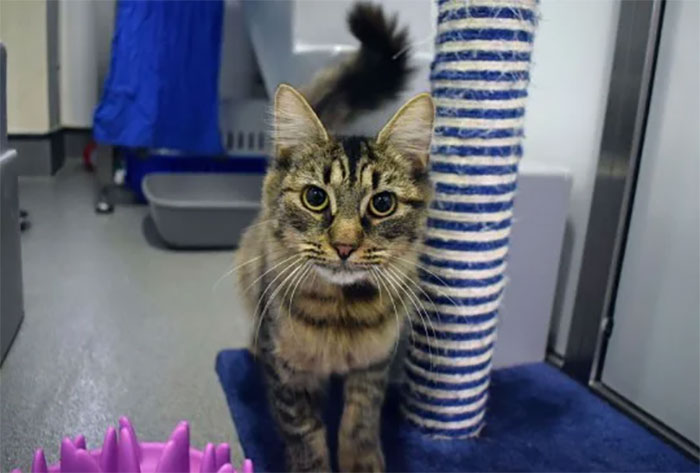 Shelter Workers Organize This Cat’s Birthday Hoping Someone Will Adopt Her, But No One Turns Up