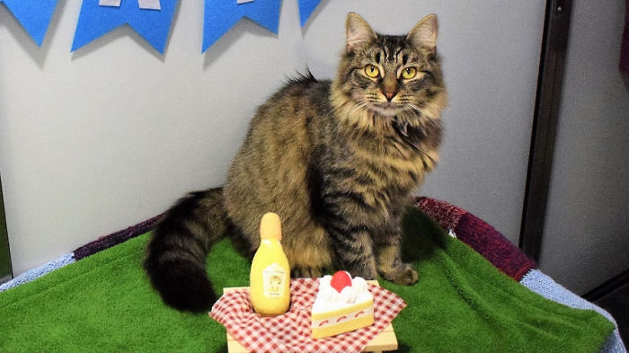 Shelter Workers Organize This Cat’s Birthday Hoping Someone Will Adopt Her, But No One Turns Up