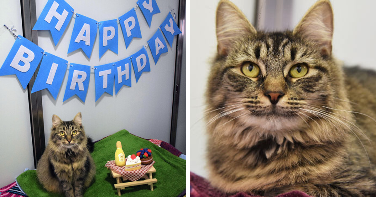 Shelter Workers Organize This Cat's Birthday Hoping Someone Will Adopt Her, But No One Turns Up
