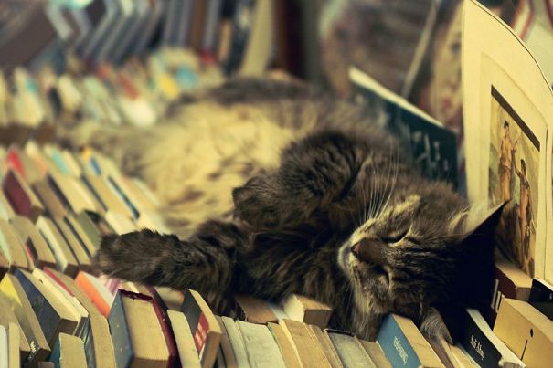 Cats-Sleeping-Strange-Places