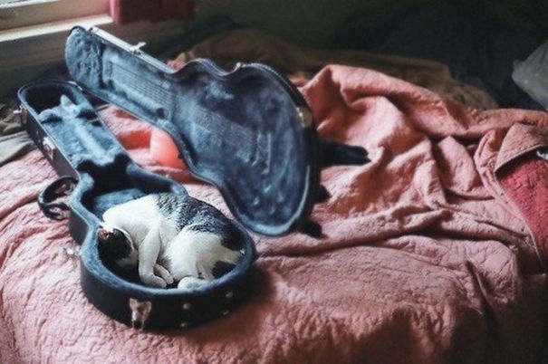 Cats-Sleeping-Strange-Places