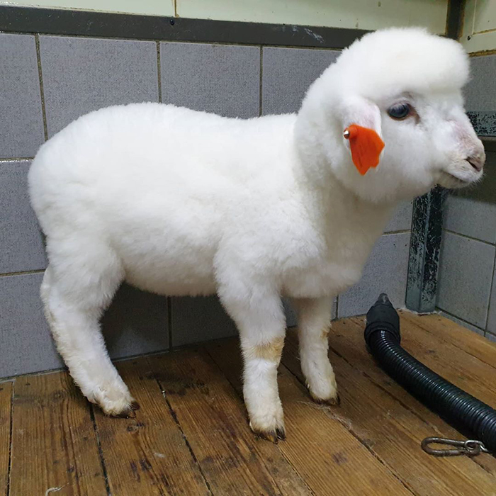 This Sheep Cafe In Korea Shares Viral Photos Of A Sheep Getting Washed