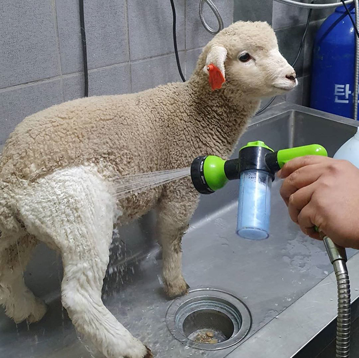 Esta cafetería con ovejas en Corea comparte fotos virales del lavado de una oveja