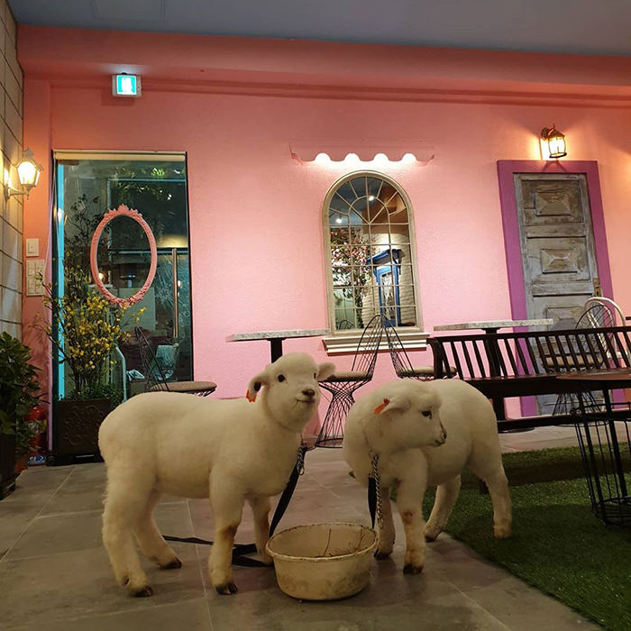 This Sheep Cafe In Korea Shares Viral Photos Of A Sheep Getting Washed
