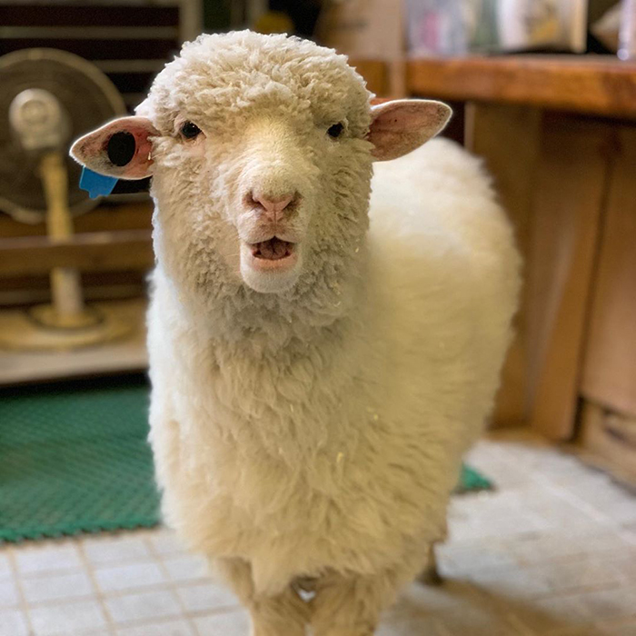 Esta cafetería con ovejas en Corea comparte fotos virales del lavado de una oveja