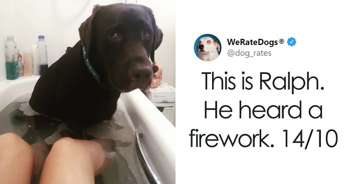 30 Times People Asked To Rate Their Dogs And Got Hilariously Wholesome Results