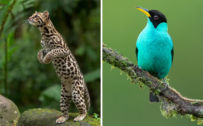 30 Beautiful Animals That I Found In Costa Rica