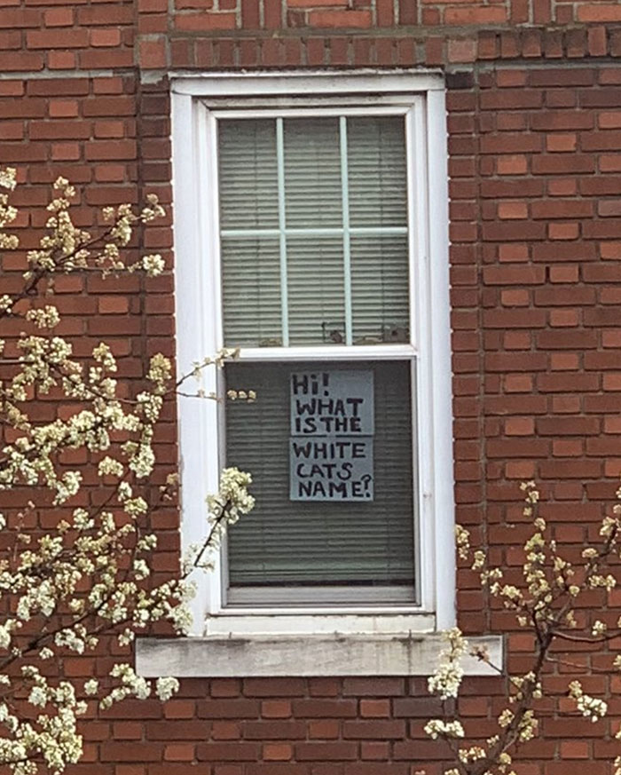 Woman Asks A Neighbor What His Cat's Name Is Via A Sign On Her Window, Receives An Answer And Cute Pics