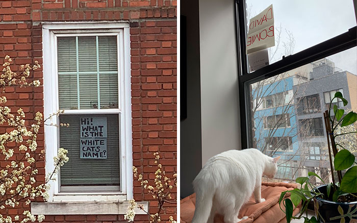 Woman Asks A Neighbor What His Cat’s Name Is Via A Sign On Her Window, Receives An Answer And Cute Pics